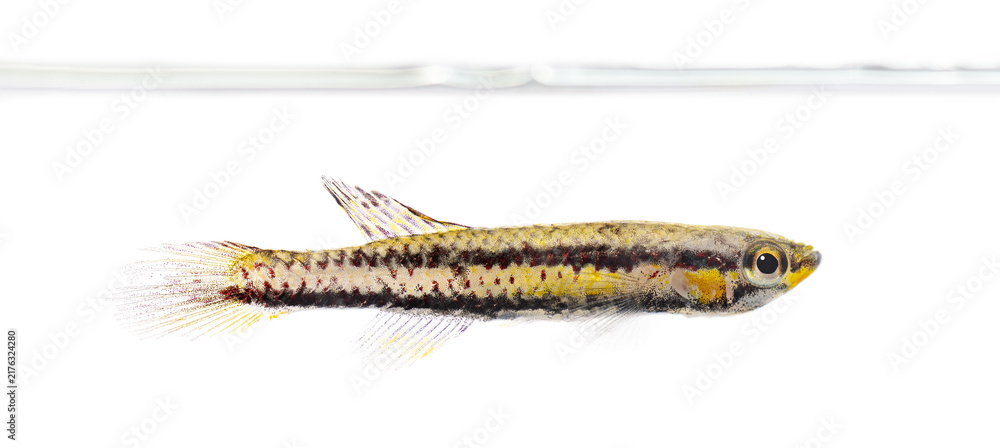 Fototapeta premium Congo tetra phenacogrammus interruptus swimming in aquatic environment