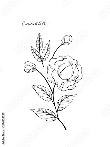 Hand drawn sketch of Camellia japonica, ornamental plant