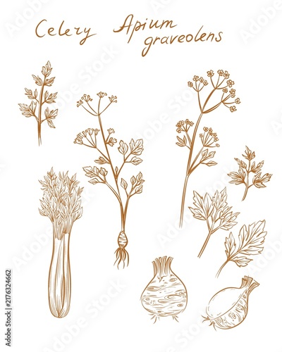 Hand drawn sketch of  Celery, Apium graveolens, on white background