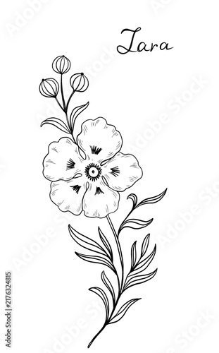 Hand drawn sketch of Cistus monspeliensis, rockrose - ink sketch on white background