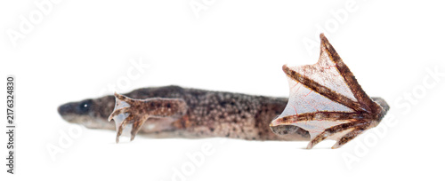 Obraz na plátně Zaire dwarf clawed frog showing webbed foot
