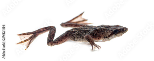 Fotografie Hymenochirus boettgeri zaire dwarf clawed frog amphibian isolated