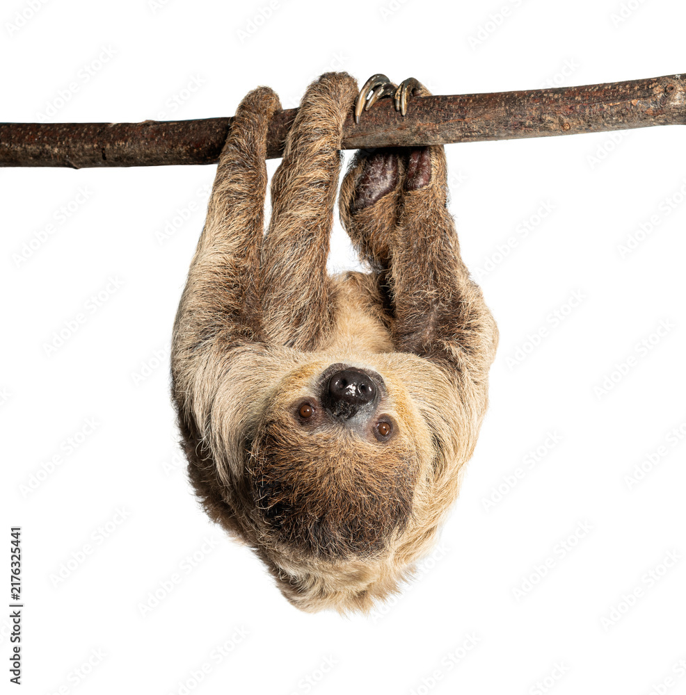 Fototapeta premium Linnaeus's two toed sloth hanging on branch looking down