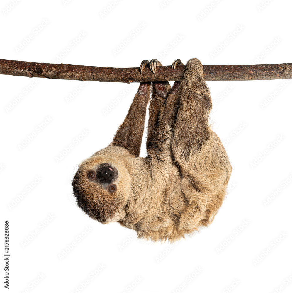 Fototapeta premium Sloth hanging upside down on a branch facing forward
