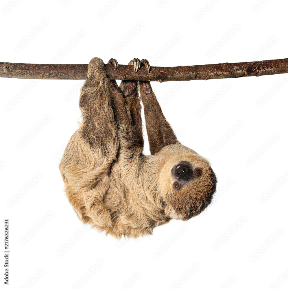 Fototapeta premium Linnaeus's two toed sloth hanging on branch