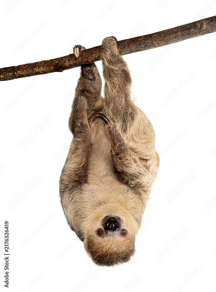 Fototapeta premium Two toed sloth hanging upside down on branch