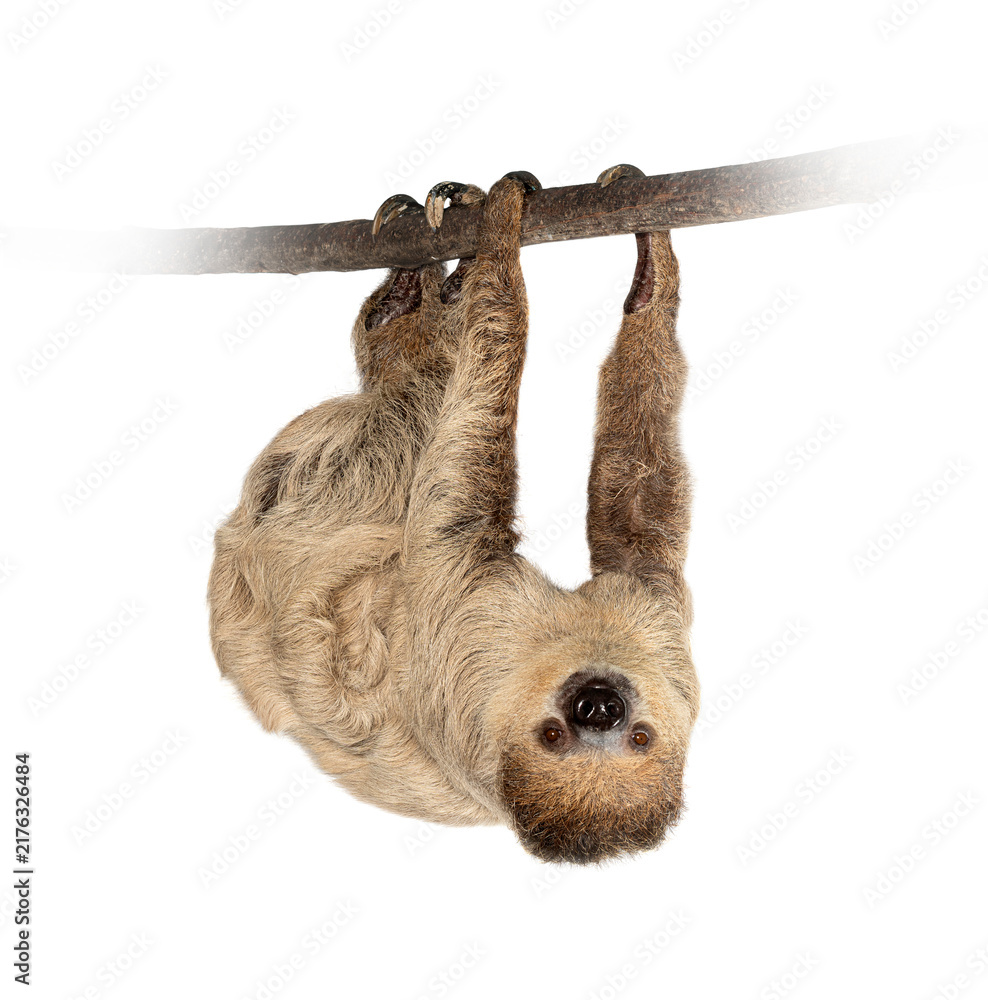 Fototapeta premium Linnaeuss two toed sloth hanging upside down on branch