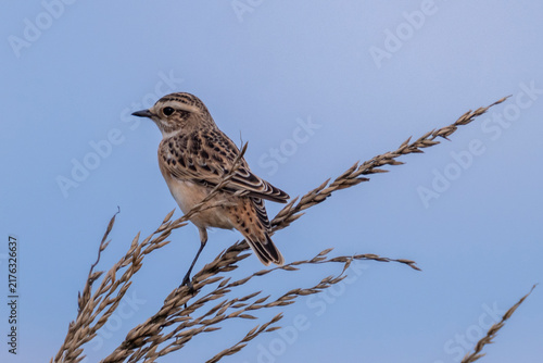 Stiaccino ( Saxicola rubetra )