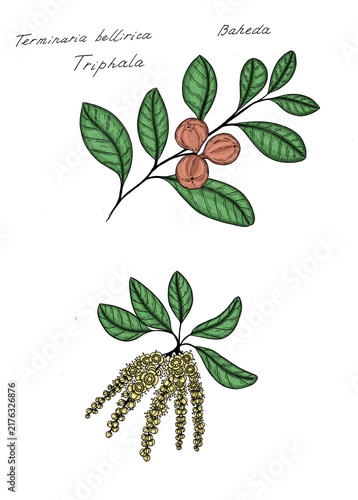 Hand drawn colorful sketch of   Terminalia bellerica,  known as bahera, beleric or bastard myrobalan, is a large deciduous tree in the family Combretaceae