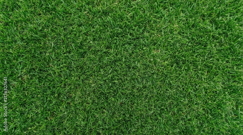 Fototapeta premium Lush green grass texture creating a vibrant natural background for various concepts