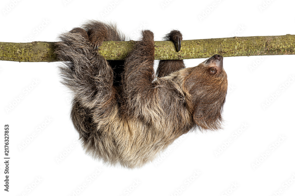 Fototapeta premium Linnaeus's two toed sloth hanging from a branch