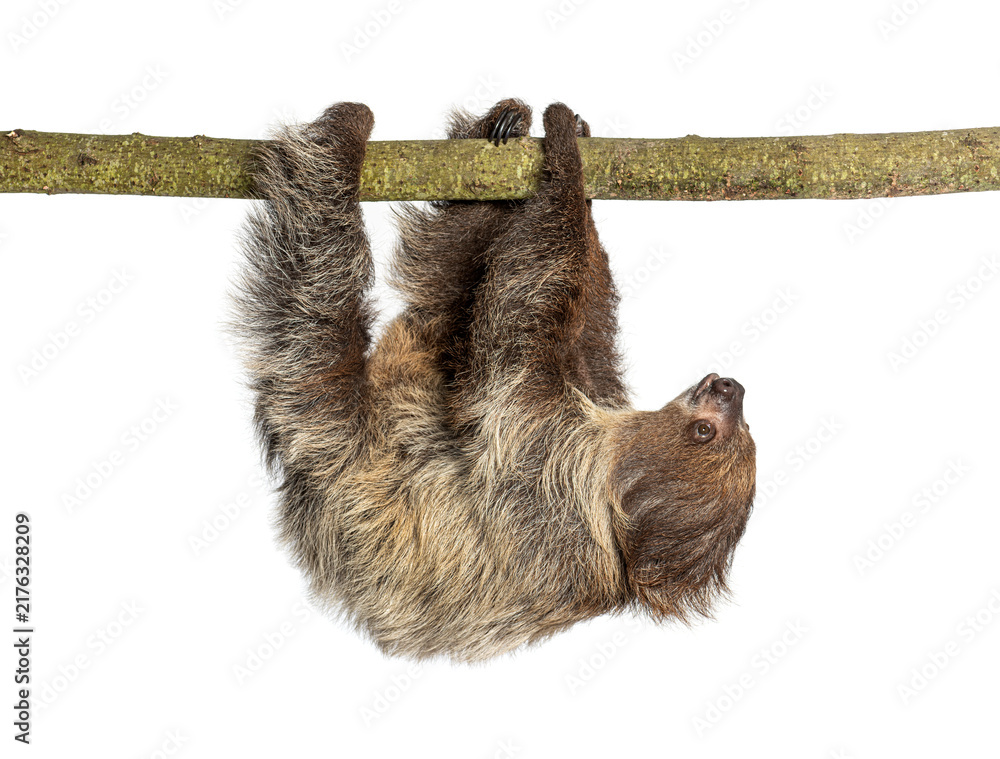 Fototapeta premium Linnaeus's two toed sloth hanging from branch