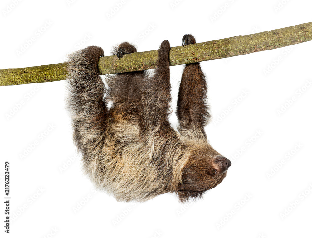 Fototapeta premium Linnaeus's two toed sloth hanging on branch