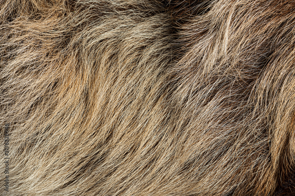 Fototapeta premium Linnaeus's two toed sloth fur showing texture