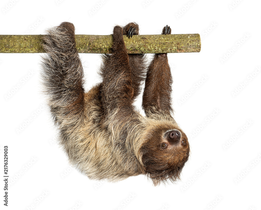 Fototapeta premium Linnaeus's two toed sloth hanging on branch