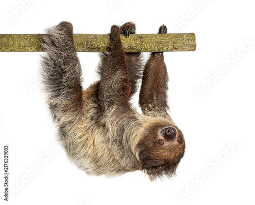Canvastavla Linnaeus's two toed sloth hanging on branch
