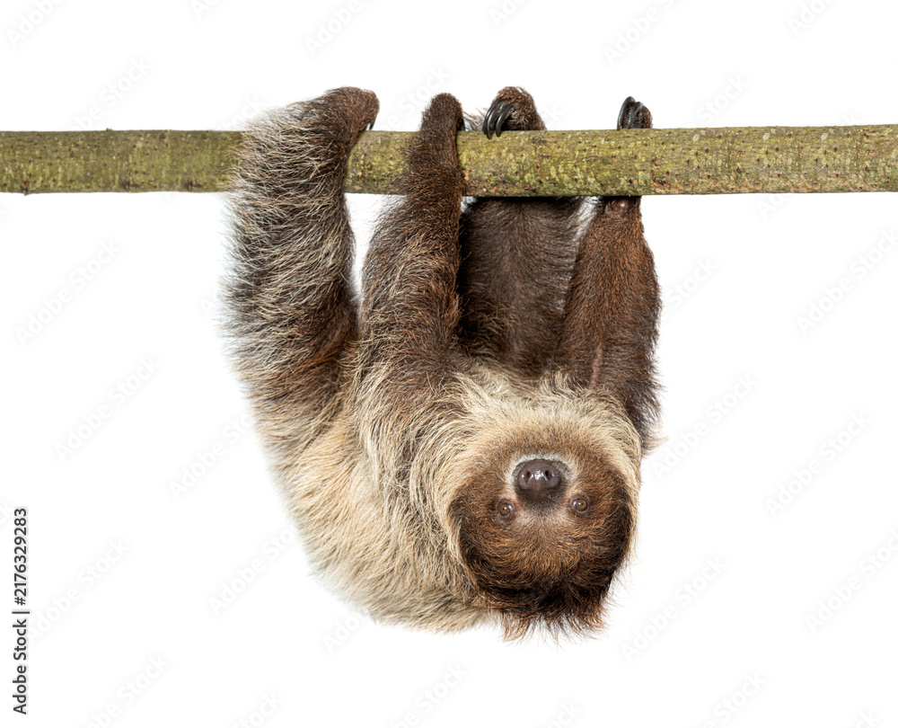 Fototapeta premium Linnaeus's two toed sloth hanging upside down on branch