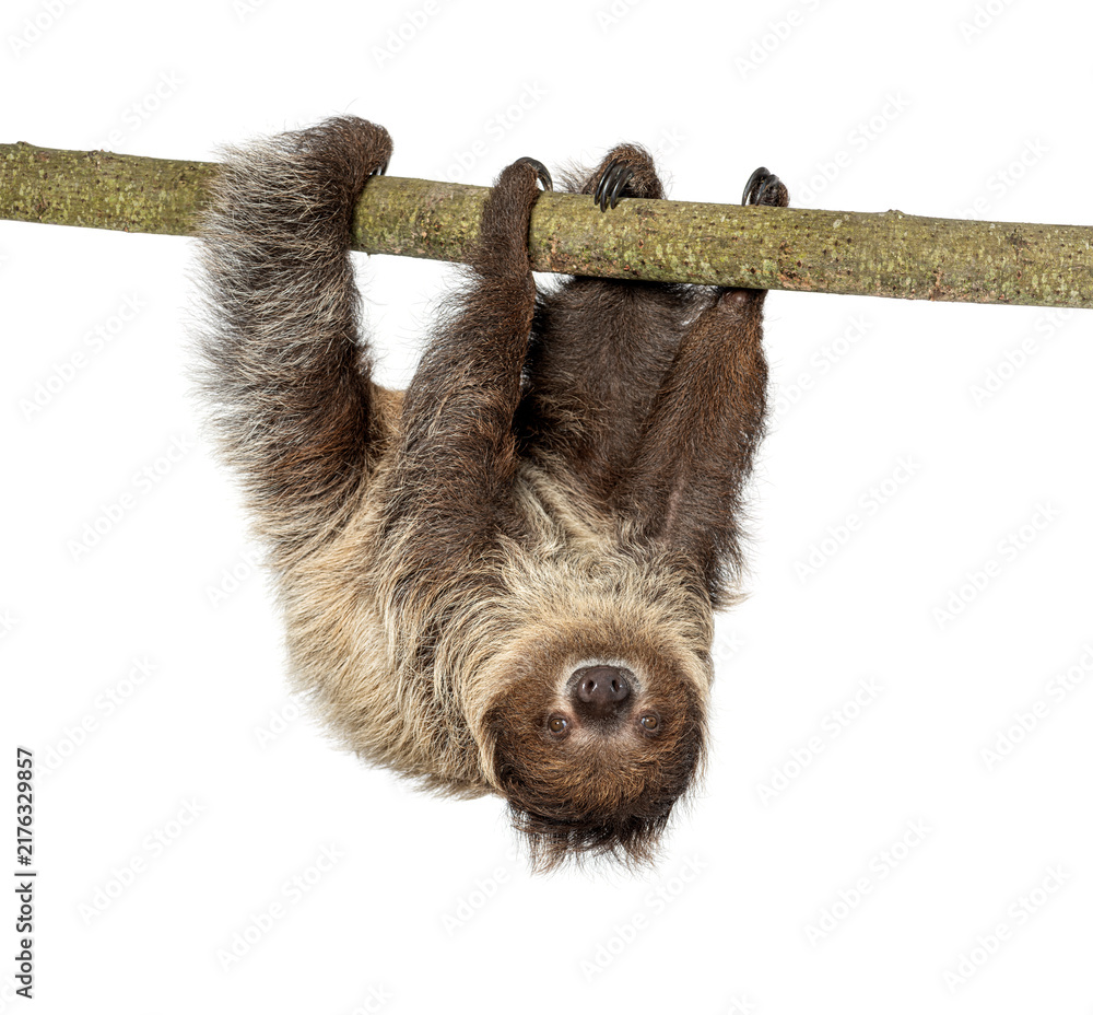 Fototapeta premium Two toed sloth hanging upside down on branch