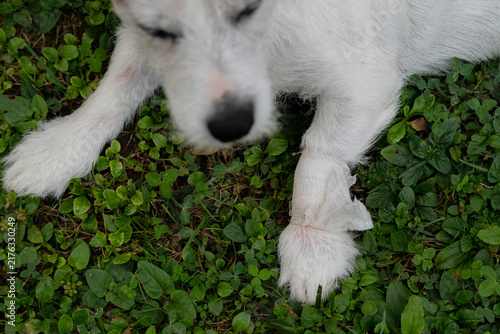 White Dog with Bandaged Paw Resting on Grass