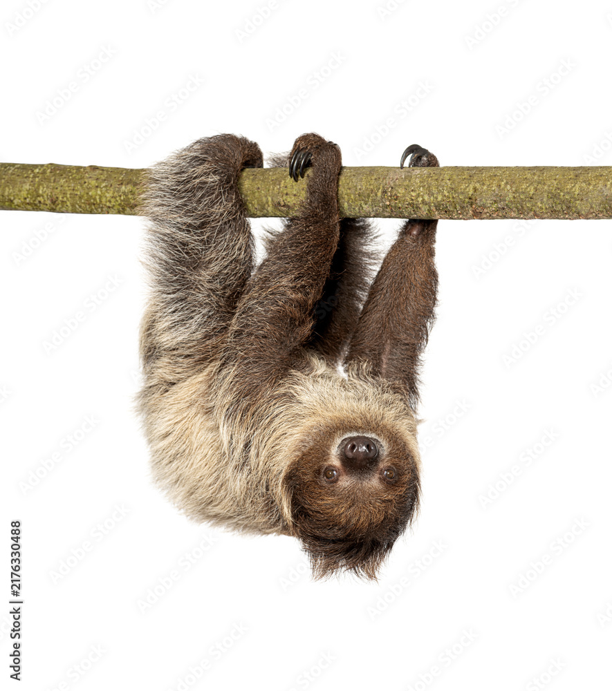 Fototapeta premium Two toed sloth hanging upside down on branch