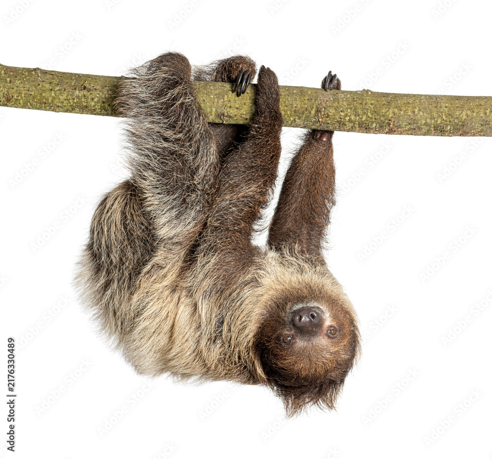 Fototapeta premium Two toed sloth hanging upside down on branch