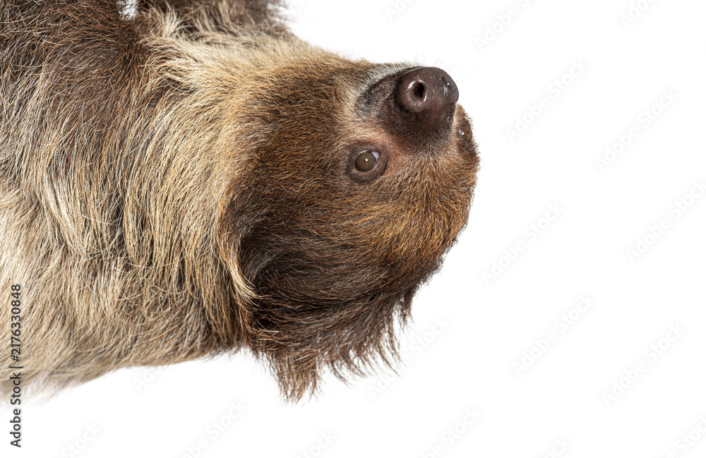 Fototapeta premium Linnaeus's two toed sloth hanging upside down