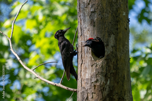 Picchio nero ( Dryocopus martius )