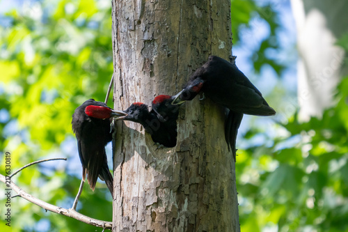 Picchio nero ( Dryocopus martius )