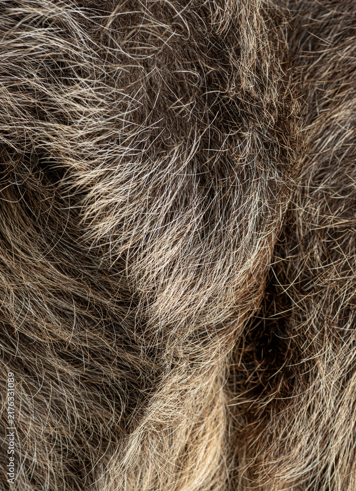 Fototapeta premium Linnaeus's two toed sloth fur texture close up