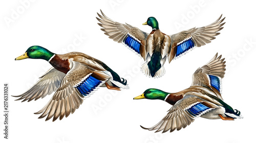 Three mallard ducks flying in the air