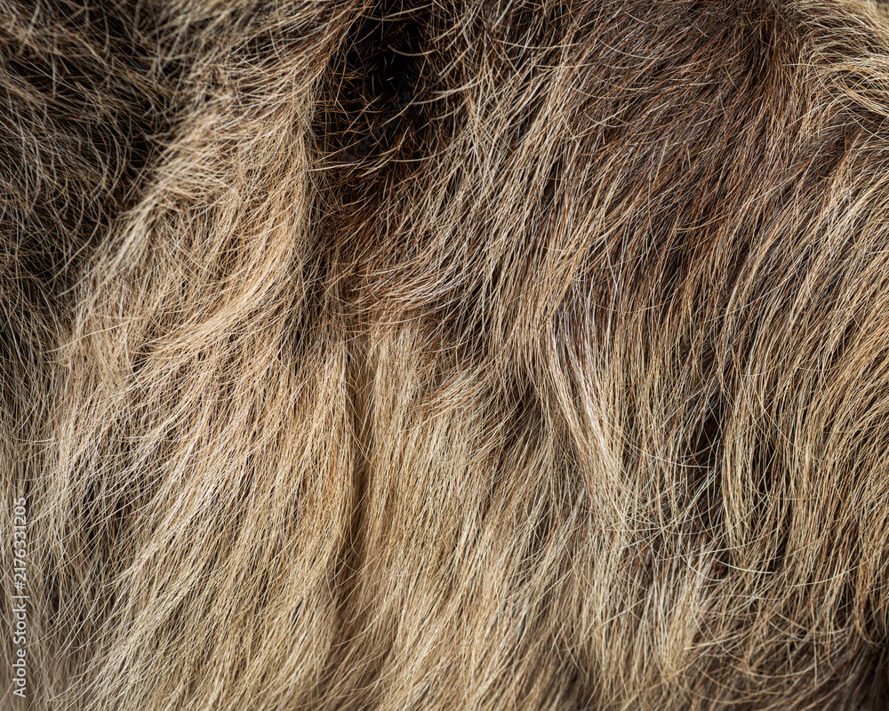 Fototapeta premium Sloth fur close up showing brown hair texture