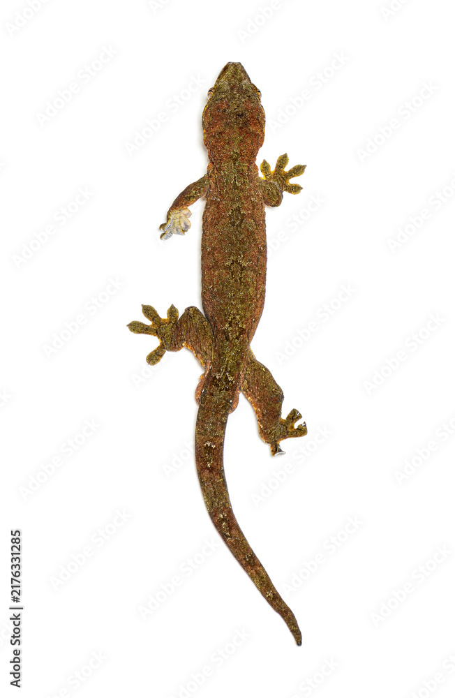 Naklejka premium Mossy new caledonian gecko isolated background looking up