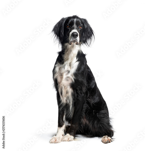 Obraz na płótnie English springer spaniel sitting looking