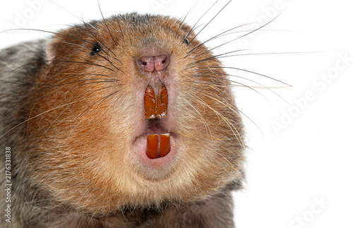 Obraz na płótnie Large bamboo rat showing strong incisor teeth