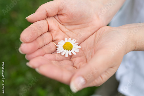 Single fresh daisy flower gently held in cupped female hands