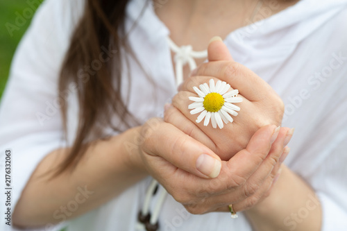 Foto Woman hands holding a single fresh daisy flower together