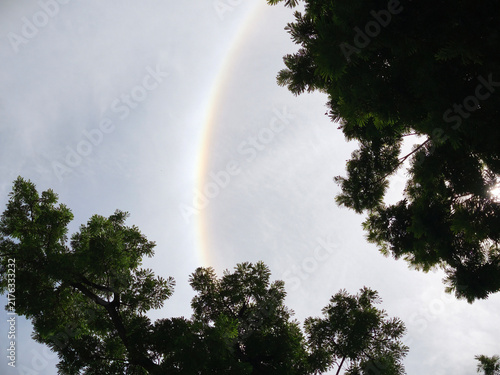 Fotografía A sun halo appears in the sky with trees in the foreground.