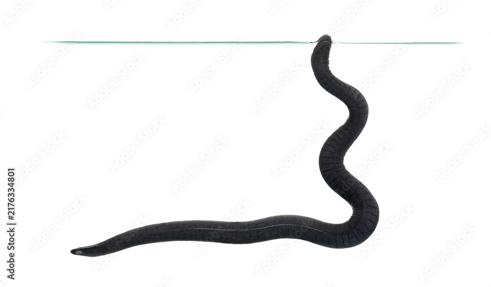 Fototapeta premium rubber eel, Typhlonectes natans, swimming in clear water
