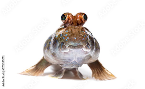 Atlantic mudskipper on white background looking directly