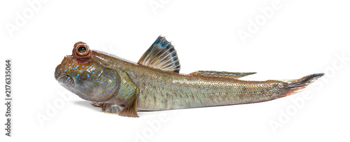 Fotografie Atlantic mudskipper periophthalmus barbarus on white background