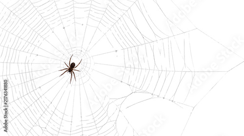 Fotografie Intricate spider web with small brown spider, delicate cobweb pattern on white,