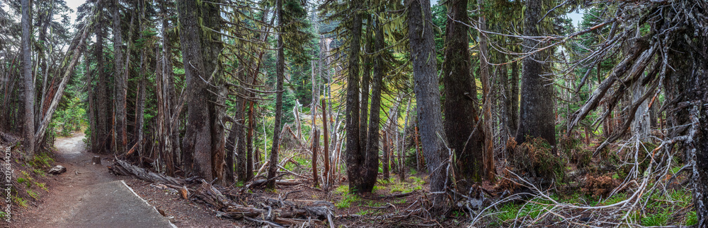 Fototapeta premium Beautiful wide panoramic view of a dense coniferous forest trail with a ranger cabin behind trees