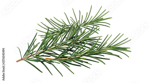 Konstfotografi Fresh green rosemary sprig with needle-like leaves and woody stem