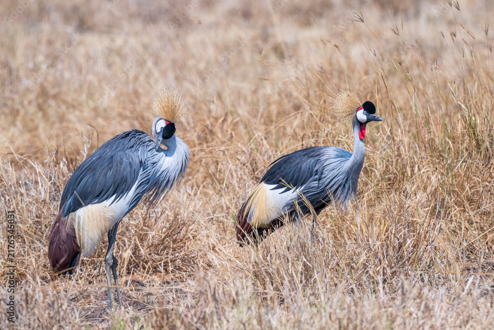 Fototapeta premium A pair of striking Grey Crowned Cranes (Balearica regulorum) standing among dry savanna grasses in the Ngorongoro Crater, Tanzania. 