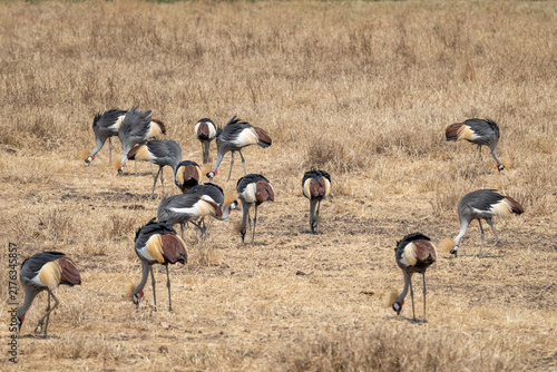 A large flock of Grey Crowned Cranes (Balearica regulorum) foraging among dry grassland in the Ngorongoro Crater, Tanzania. The group displays the species’ distinctive golden crowns & grey plumage