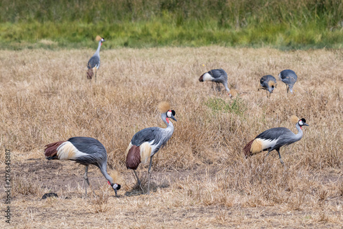 A large flock of Grey Crowned Cranes (Balearica regulorum) foraging among dry grassland in the Ngorongoro Crater, Tanzania. The group displays the species’ distinctive golden crowns & grey plumage