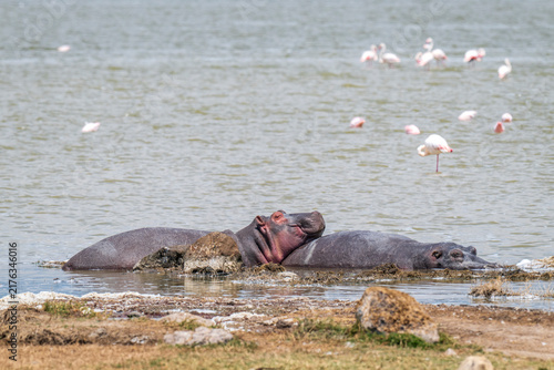 Two hippopotamuses resting together in shallow water in the Ngorongoro Crater, Tanzania, with flamingos feeding in the background. A natural East African wildlife scene showing hippos