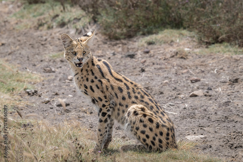 A wild serval (Leptailurus serval) sitting alert in open grassland in Tanzania’s Ngorongoro Crater. The elegant African wild cat displays its distinctive spotted coat, long legs and large ears