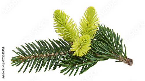 Fresh green spruce branch with bright new spring growth needles