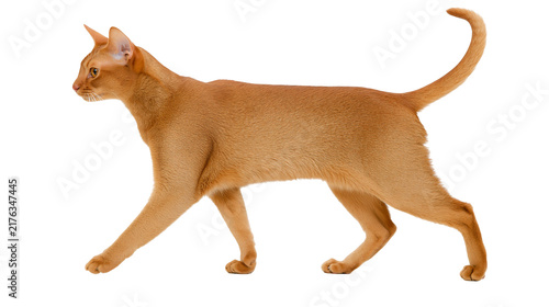 Canvastavla Full body side view of a ginger Abyssinian cat walking with tail held high